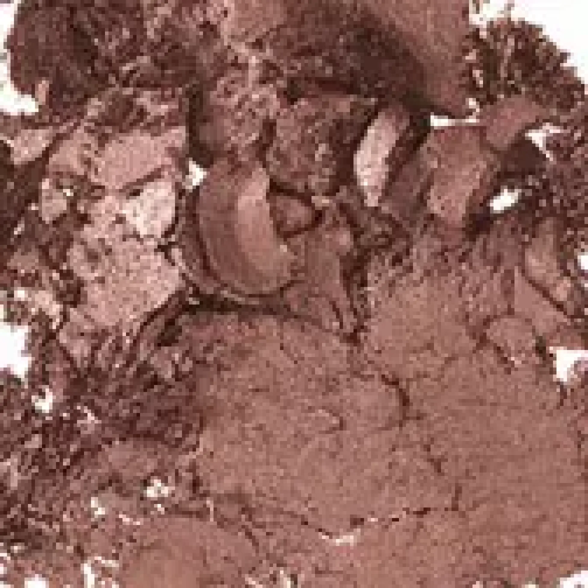 MAC Cosmetics Frost Single Eyeshadow Naked Lunch